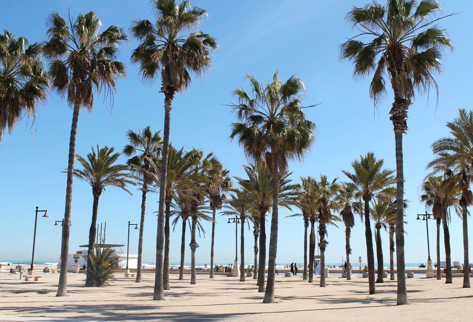 Paseo de palmeras junto a la playa de Las Arenas en Valencia